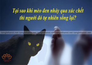 Mèo đực nhảy qua xác chết sẽ như thế nào